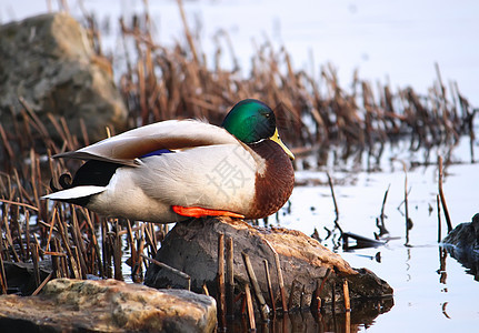 马里马勒(Mallard)图片