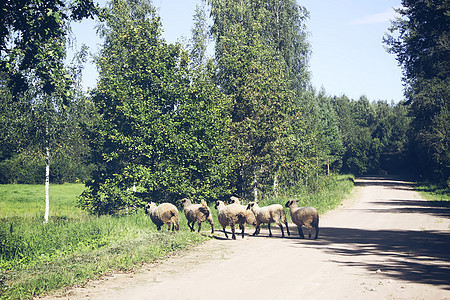 牧羊群环境牧场人群羊肉蓝色羊毛草原母羊风景生态图片