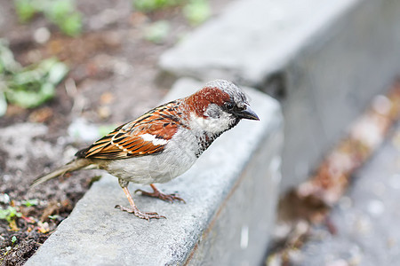 美丽的小麻雀鸟羽毛房子野生动物鸟类雀科花园镜头翅膀特写公园图片