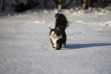 雪上可爱的猫尾巴好奇心短发虎斑爪子小猫晶须生活条纹动物图片