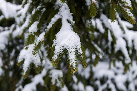 冬季寒冷的雪覆盖了卷木 东欧季节性自然天空树木雾凇阳光木头降雪云杉风暴荒野童话图片