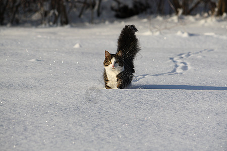 雪上可爱的猫条纹动物尾巴毛皮好奇心虎斑黑色晶须绿色生活图片