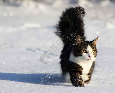 雪上可爱的猫短发水平好奇心黑色生活条纹动物毛皮小猫白色图片