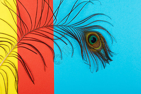 彩纸上的孔雀羽流情调野生动物尾巴异国风格宏观孔雀蓝色羽毛装饰图片