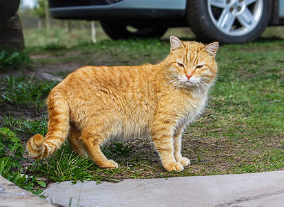 青绿眼睛的年轻红猫 对夏季草原背景 在乡下院子里成年哺乳动物射线太阳动物猫科晴天成人宠物花园图片