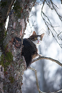 黑白毛小猫爬上冬季公园的树上图片