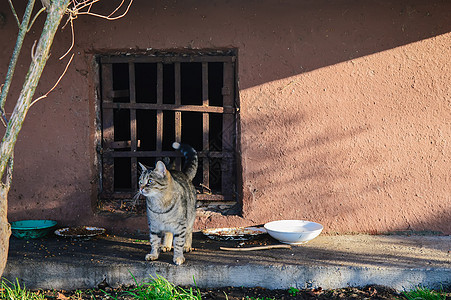 街上流浪猫和小猫 在地窖窗户附近头发孤独牛奶宠物城市荒野眼睛流浪猫咪街道图片
