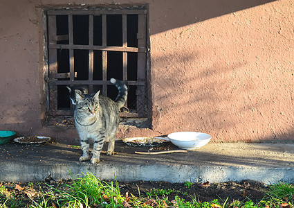 街上流浪猫和小猫 在地窖窗户附近荒野毛皮城市头发街道宠物路面猫科动物哺乳动物孤独图片