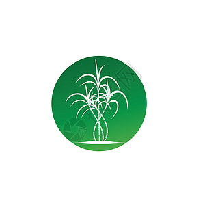 甘蔗标志和符号矢量图像收成蔬菜棕榈生物种植园颗粒状热带食物标签叶子图片