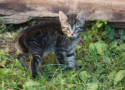 户外可爱的小猫宠物哺乳动物太阳毛皮婴儿爪子虎斑胡须猫咪猫科动物图片