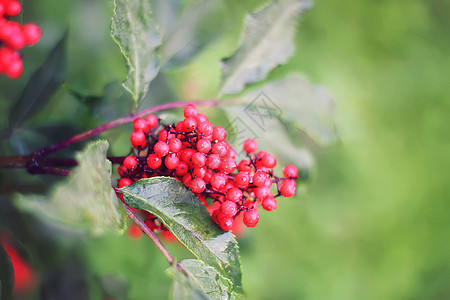 普通的红色大莓 红纤维老浆果 在花园的树枝上植物群草本植物水果床单植物蓝色荒野森林季节叶子图片