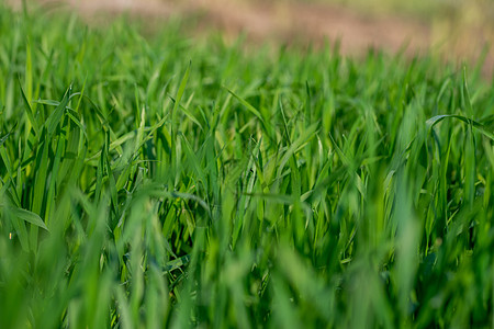 在土壤上生长的年轻小麦植物 令人惊叹的美丽无穷的绿麦草地 远达地平线场景绿地农业农田生态栽培谷物农作物园艺绿色植物图片