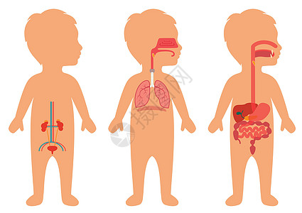 儿童身体解剖器官健康胰腺孩子们解剖学医疗插图尿液男生生物学图片