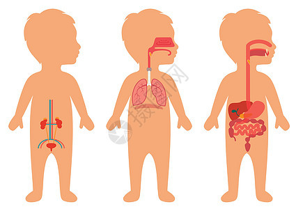 儿童身体解剖器官健康胰腺孩子们解剖学医疗插图尿液男生生物学图片