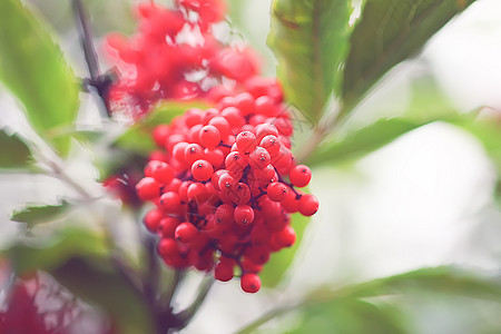 普通的红色大莓 红纤维老浆果 在花园的树枝上床单公园水果森林叶子衬套蓝色植物群季节草本植物图片