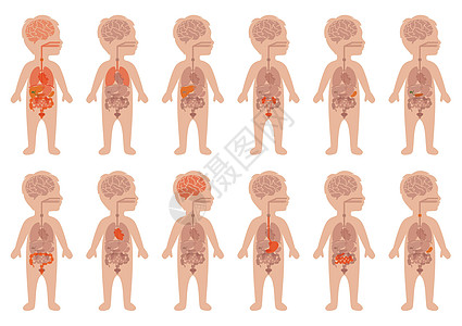 儿童身体解剖尿液科学胆囊膀胱冒号插图男生健康药品孩子图片
