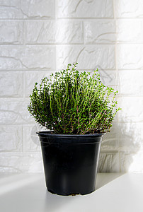 盆子里有百草枯的植物百里香植物学生长香料叶子园艺桌子芦荟花盆花园图片