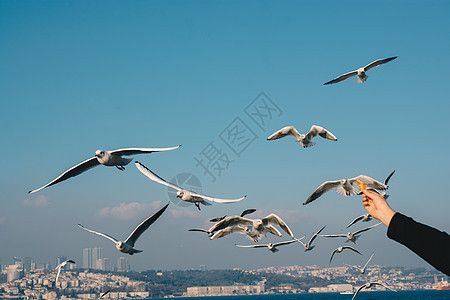 海鸥在伊斯坦布尔的海水上和上游图片