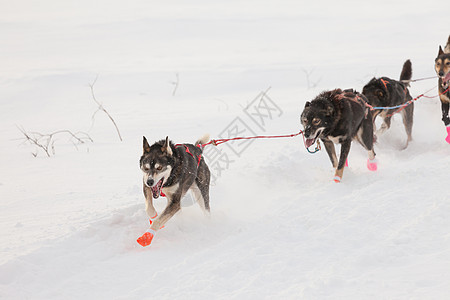 疯狂的雪橇小狗队用力拉犬类冒险马具跑步团队糊状地区精神速度动物图片