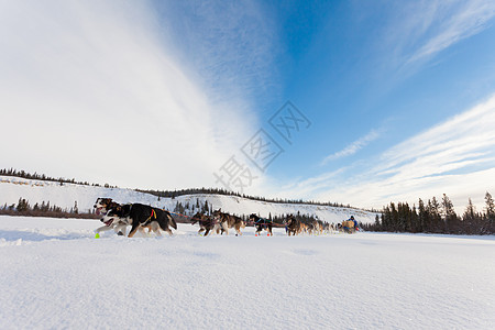 疯狂的雪橇小狗队用力拉地区速度精神毛皮竞赛奉献糊状动物跑步荒野图片