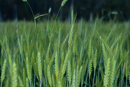 在土壤上生长的年轻小麦植物 令人惊叹的美丽无穷的绿麦草地 远达地平线营养幼苗麦田发芽绿色植物农作物场景农田环境农业图片