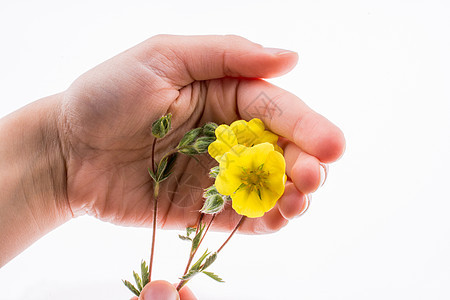 握着黄花的手花园生长绿色植物黄色花朵季节草地场地花瓣背景图片