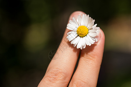 美丽彩色花朵植物花瓣生长花园绿色场地园艺季节草地图片