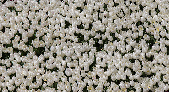 花园中的白色郁金花叶子园艺郁金香美丽植物群季节植物场地花瓣形状图片