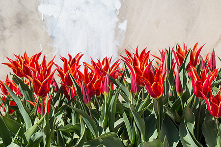 春天红色郁金香花朵植物群季节场地园艺婚礼花园花瓣生长植物图片