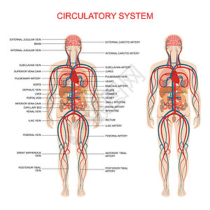 循环系统人体血液动脉主动脉插图中庭静脉心脏病学身体器官图表科学解剖学背景图片