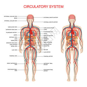 循环系统人体血液动脉主动脉插图中庭静脉心脏病学身体器官图表科学解剖学图片
