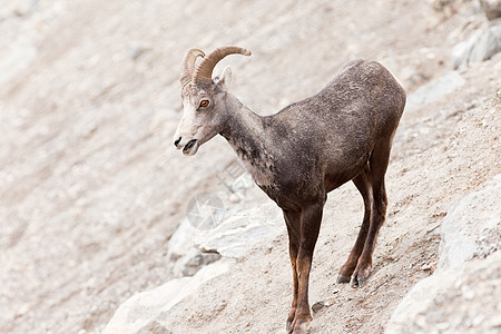 奥维斯达利斯图尔提野生动物亚种动物大头羊少年男性荒野喇叭薄角公元图片