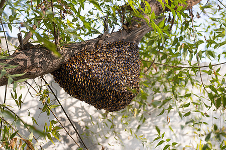 蜜蜂群挂在树上蜂群在树周围建造一个新的蜂巢图片