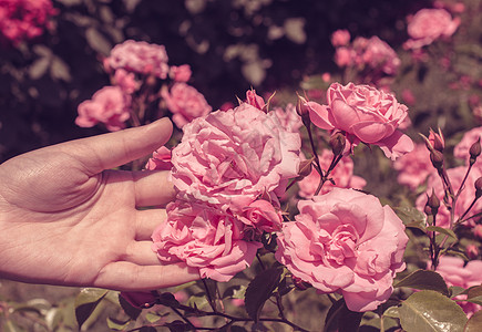 情人节送礼手握着美丽的新玫瑰绿色礼物花瓣花园叶子植物黑色背景