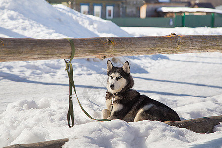 西伯利亚人霍斯基 人类忠实的朋友 躺在雪里羊毛晴天冒险小狗哺乳动物寂寞悬念捕食者宠物朋友们图片