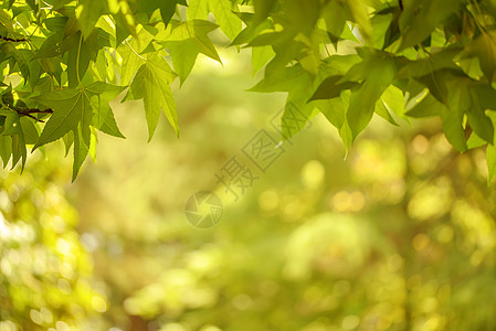 树叶和木林的绿色背景图片