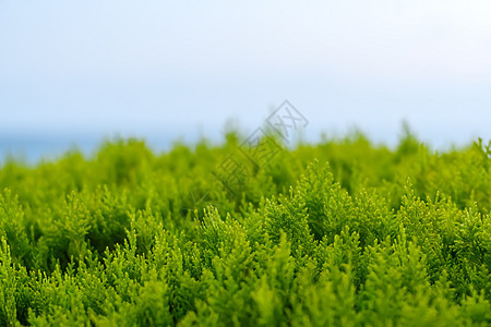 在模糊的天空背景下 亮绿叶紧闭植物树叶季节植物群农村荒野绿色叶子天气风景图片