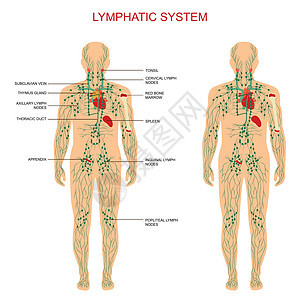 淋巴系统医疗节点器官科学癌症船只身体图表药品解剖学图片