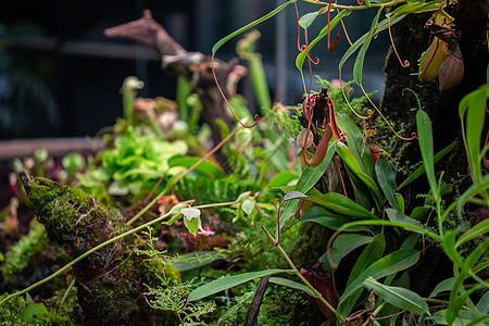 动物食肉热带植物 吊在温室的一棵树上投手生长叶子管子植物园情调捕蝇器异国陷阱宏观图片