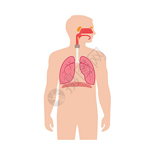 呼吸系统解剖学插图生物学会厌胸部人声鼻子隔膜器官科学呼吸图片