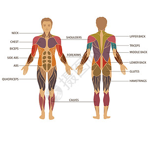 肌肉解剖手臂力量生物学建筑运动员二头肌健美医疗插图内收肌图片