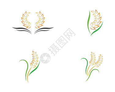 小麦矢量图标插画设计种子饮食面包谷物生长质量玉米燕麦农业营养图片