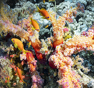 海底海洋生物图示世界游记旅游行社旅行图片