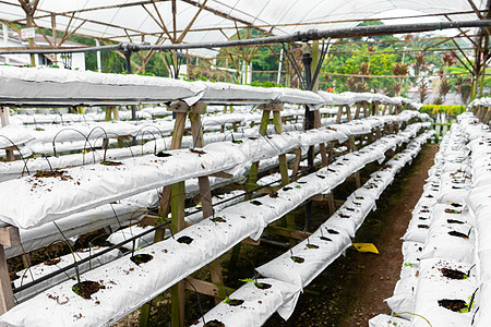 现代工业植物种植农场 温室有自动灌溉 准备植树造林 笑声技术农业环境种植园沙拉蔬菜花园商业园艺生长图片