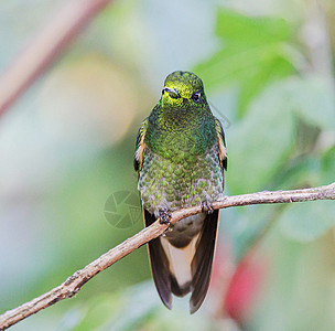 世界上美丽的野生生物游记世界行社旅游野生动物旅行背景图片