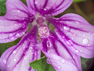 花园雨滴中的紫色花朵我们白色阴影宏观植物群植物学叶子绿色植物花瓣图片
