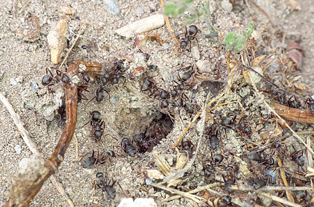 地面蚂蚁群动物群环境宏观工人树叶团体漏洞合作荒野昆虫图片