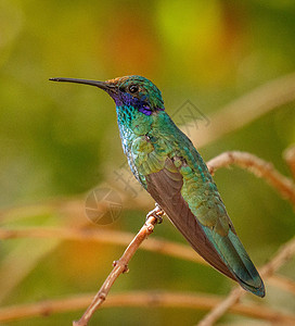 世界中美丽和充满呼吸的野生生物行社旅游游记旅行野生动物背景图片