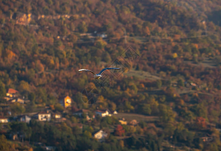 海鸥飞越奥赫里德湖上空鸟类尾巴海鸟航班动物墙纸猎物野生动物蓝色翅膀图片