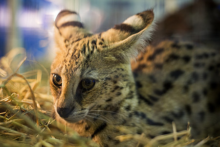 猫毛皮情调动物斑点动物园猎物野生动物狞猫条纹笼子图片